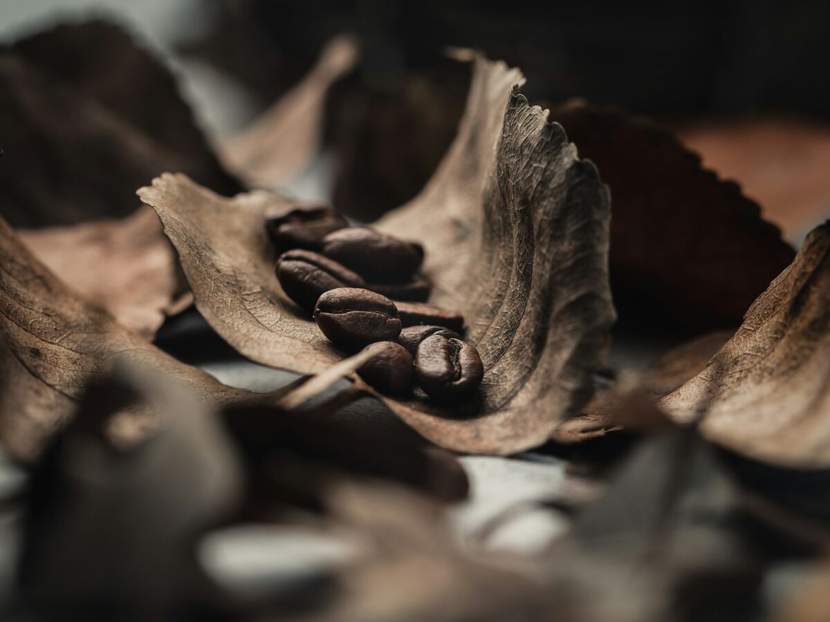 Mandheling biologische single origin koffiebonen uit Sumatra